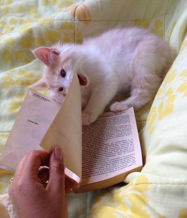 Wait! Wait! This Chapter Is The Tastiest!