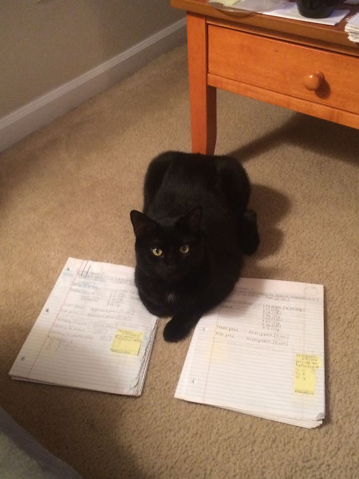 #80 Shadow, 2 Years Later, Helping His Mom Get Her Phd