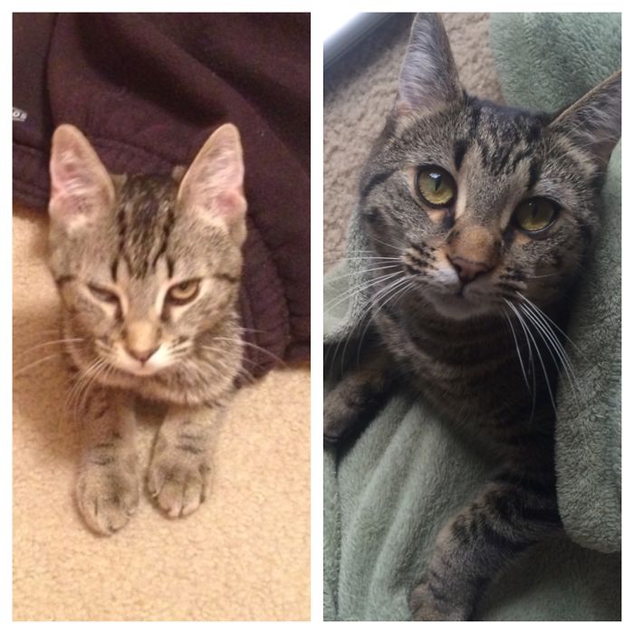 #81 Sweetie Was Abandoned For Being "too Vocal". I Just Say She's A Great Communicator!