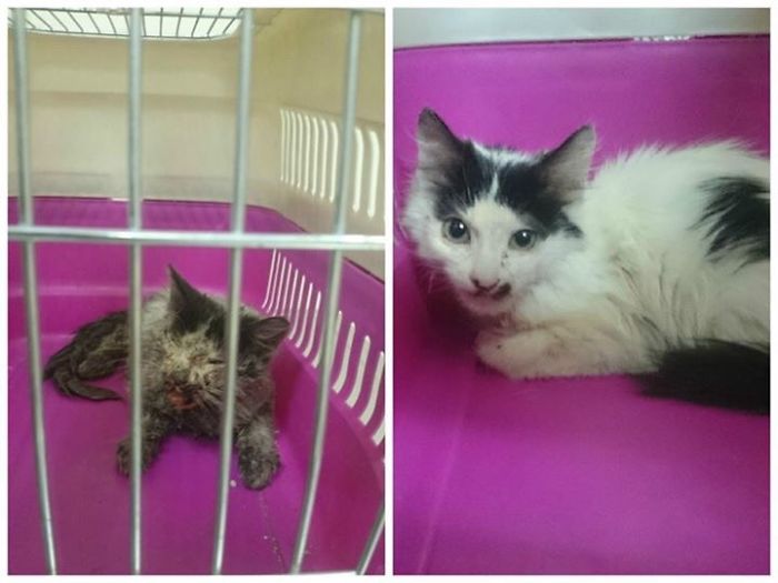 She Was Sick And Dying My Friend Helped Her And Took Her To The Vet And Now Here She Is