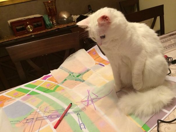 Kookie Working Design