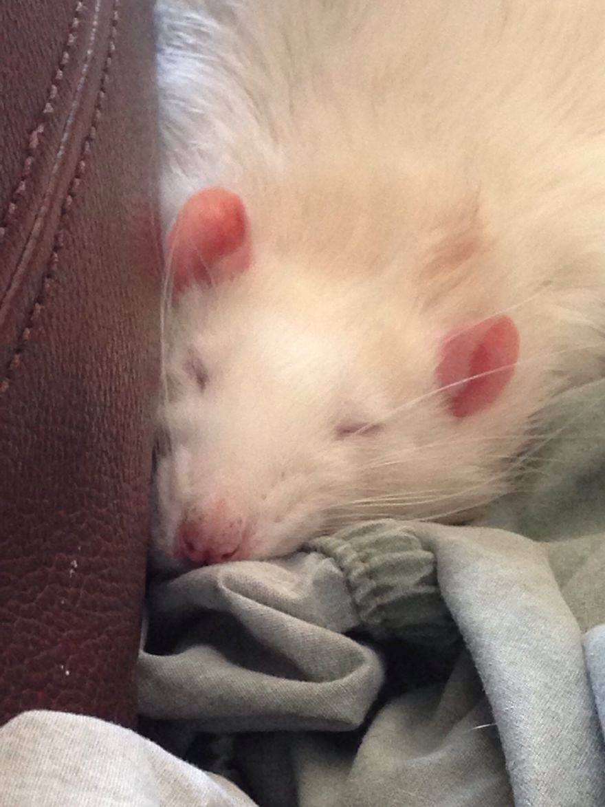 Albino Rat