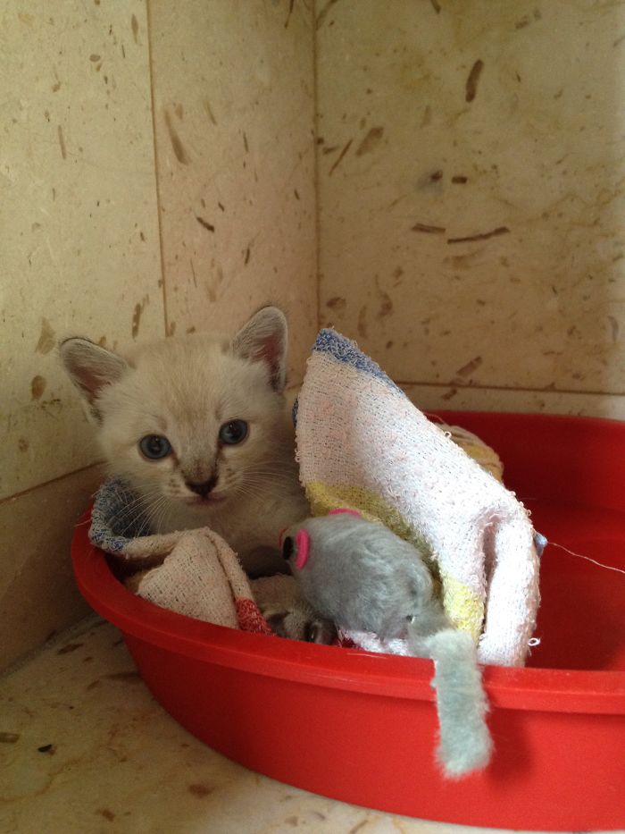 This Is Momo; A Kitten Tat Was Found Crying Next To A Garbage Bin.