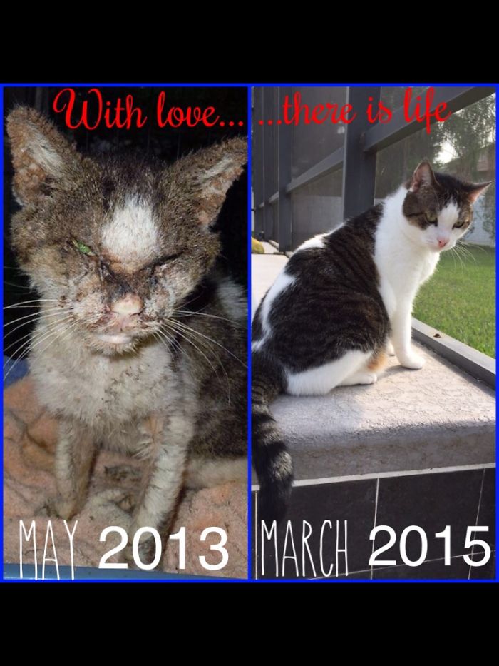 ️diamond - A True Diamond In The Rough. He Is Now One Happy Kitty!