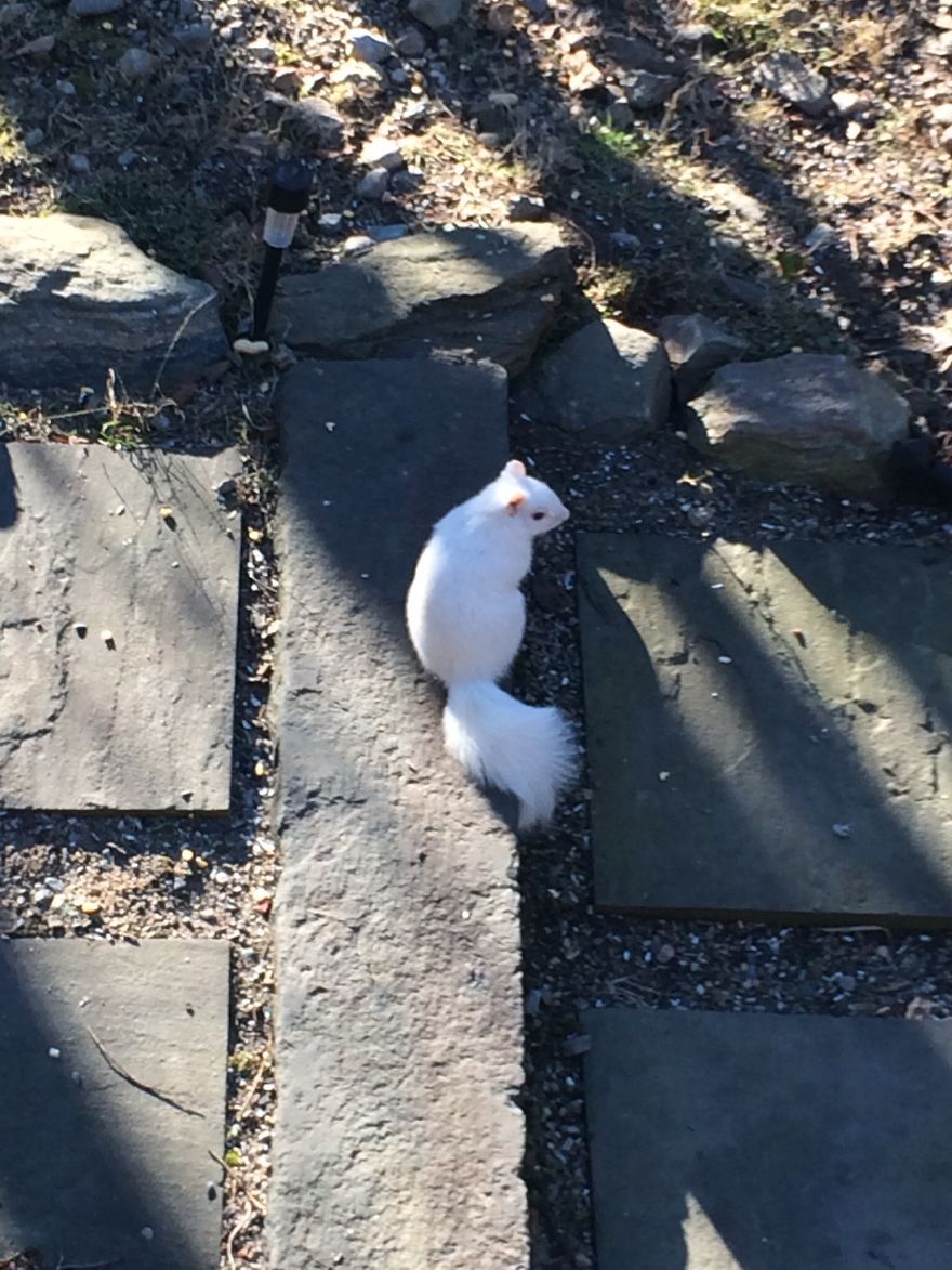 Albino Squirrel