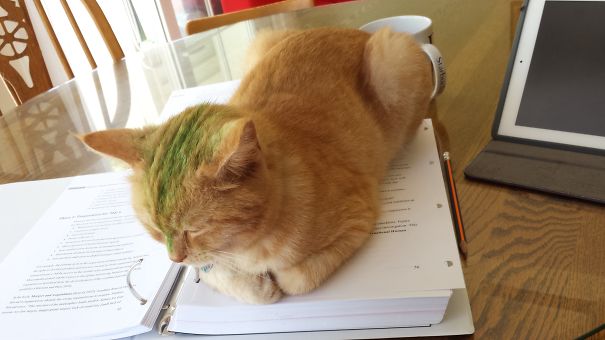 Mini Two Didn't Let Me Study, So I "highlighted" Her ;)