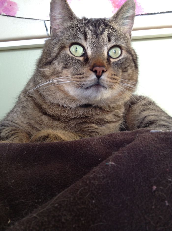 Onion. The Stray Outside Even During Snow Storms. He Had A Weird Eye.