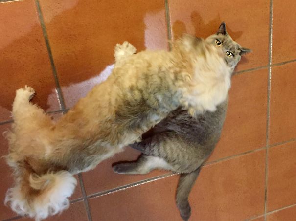 Nothing To See Here, Human