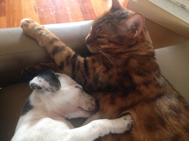 Bengal Cat And Jack Russell Puppy