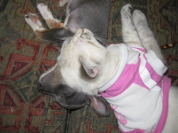 Scheska, My Daughter's Cat And My Dog Oliver Who Is A Toy Rat Terrier.