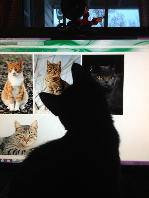 "plenty Of Fish" For Felines