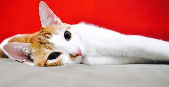 2 Kitties Found After A Storm Drowning In A Ditch. Near Death & Nursed Back To Health. Manila