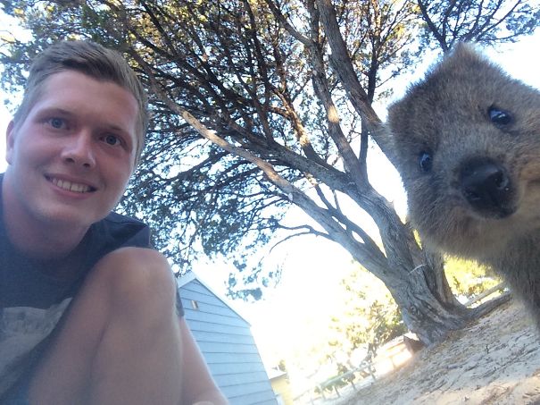 Hey Quokka, Come To My Side! ;-)