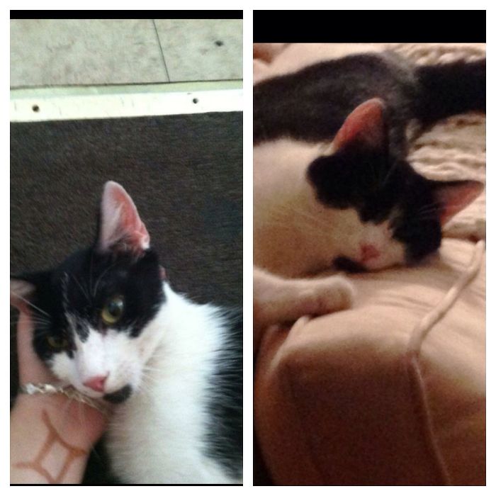 Buggy Aka Meow-meow Was Found Living In My Friends Broken Down Car, Flea Infested And Starving