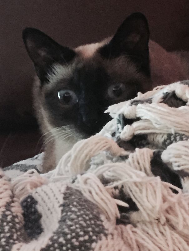 She's Waiting To Pounce..