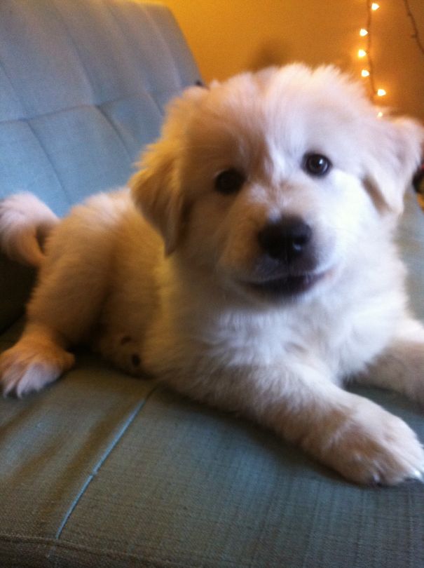 Great Pyrenees Puppy
