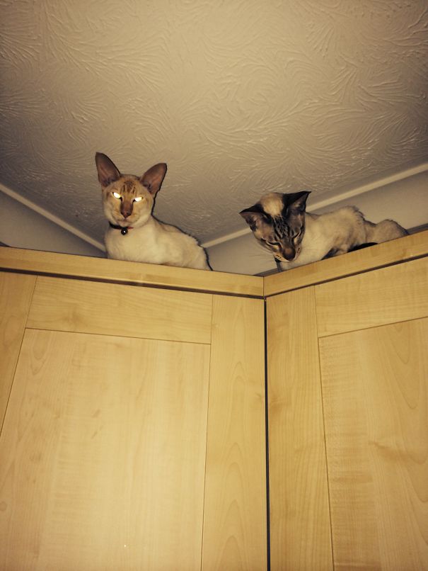 "be Careful With The Chopping Human....we Wouldn't Want You To Slip......"