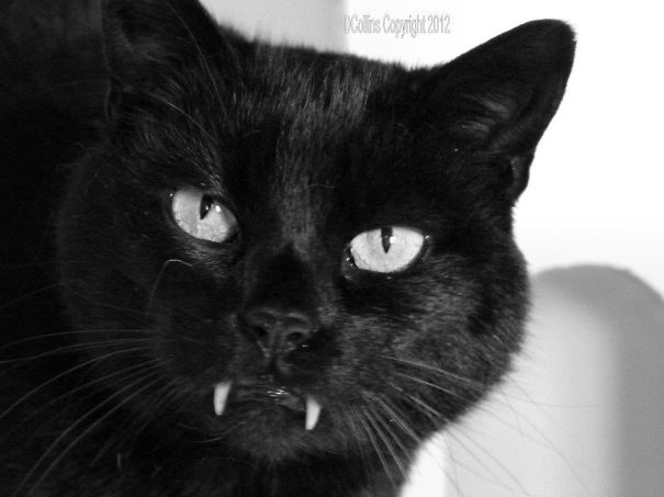 Vampire Kitty