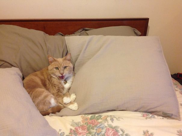 Oh Charlie, Please Let Me In.