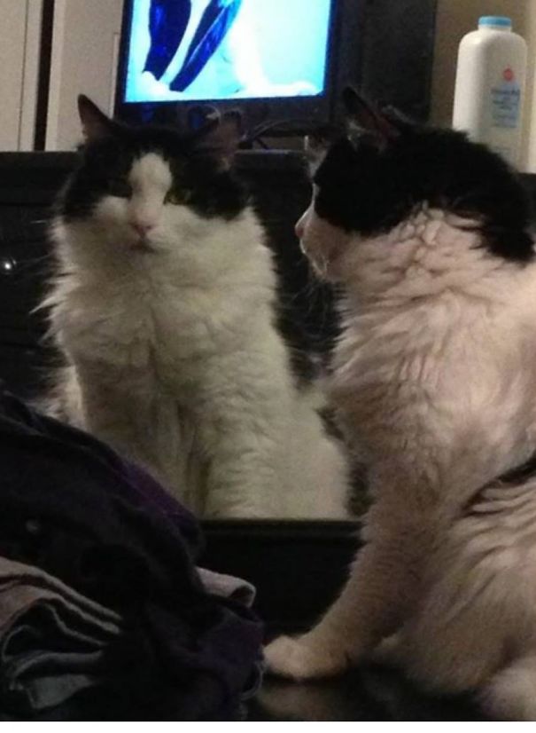 Thru The Looking Glass