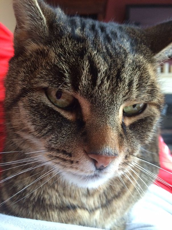 Murphy-in A Good Mood