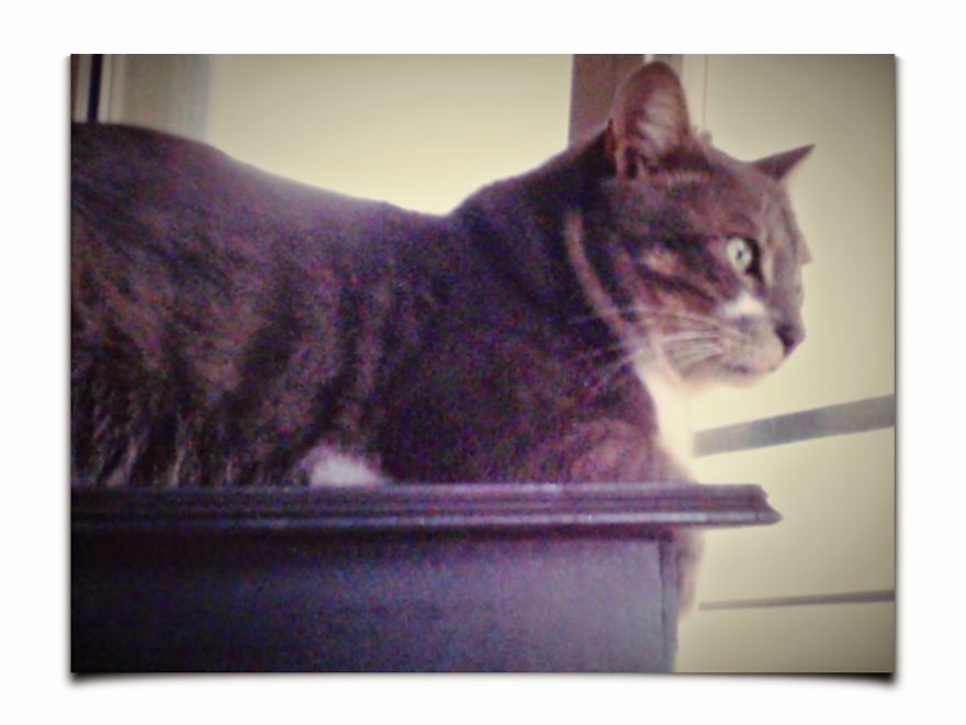 Loki, Less Than 1year Old!