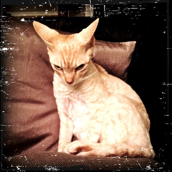 It Wasn't The Butler...