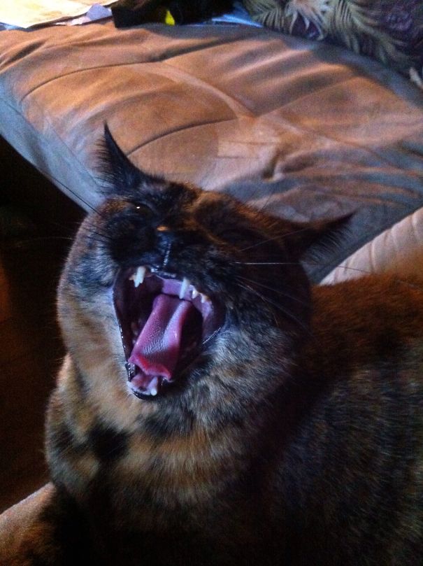 Rrrrrawrrrr
