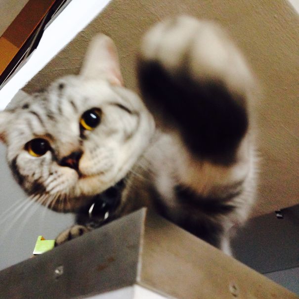 You Will Yield To My Paw Of Death, For I Am Lord David Betrayus Fattypants, You Human Scum