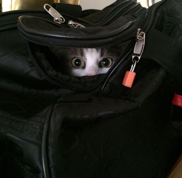 Ninja Cat