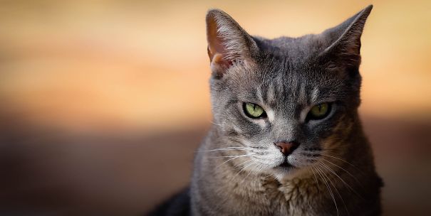 Straight From The Gates Of Hell