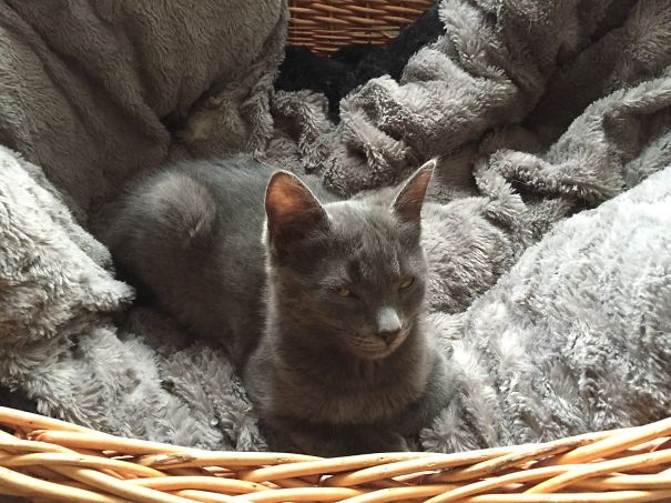 Cinderhella's 'nice' Face