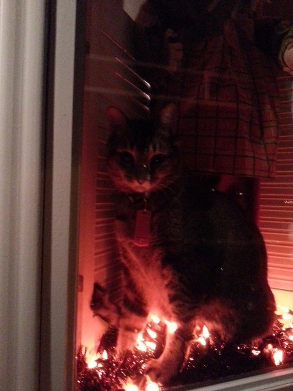 Halloween Horror Cat!!!