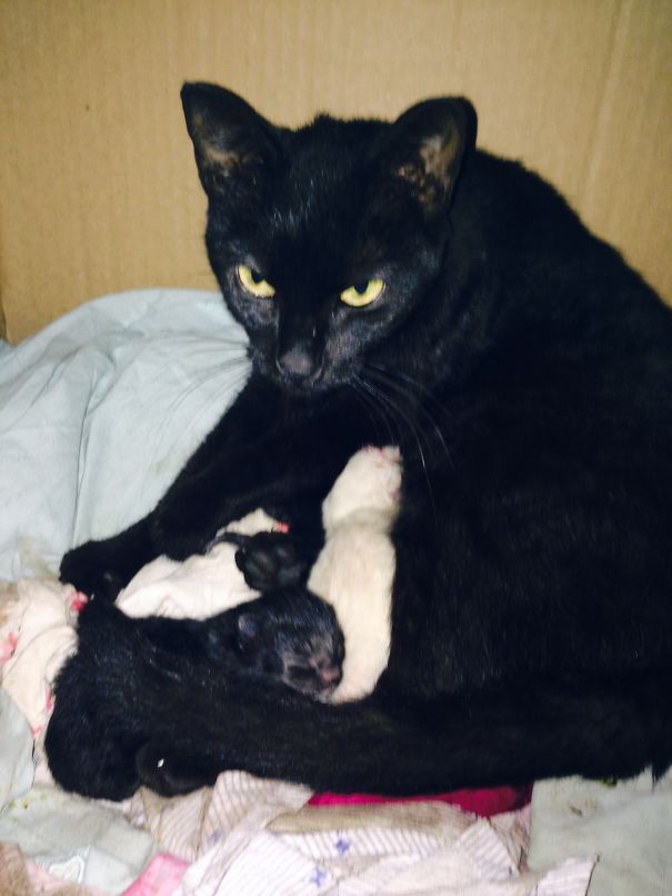 Did I Say You Could Touch My Kittens?