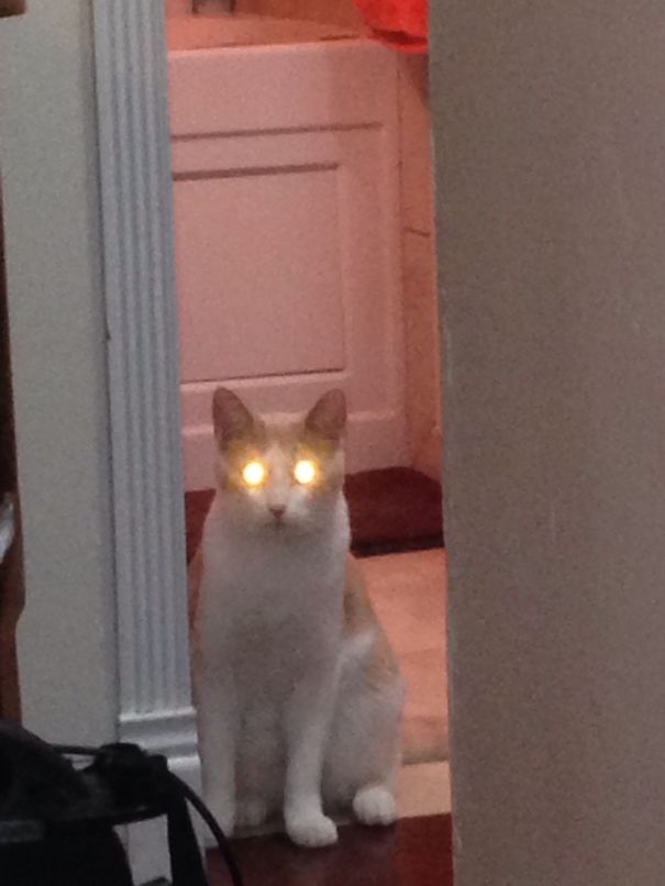 Kujo Has Nothing On Me