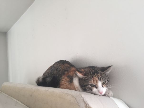 "dogs? I'm Watching You!!"