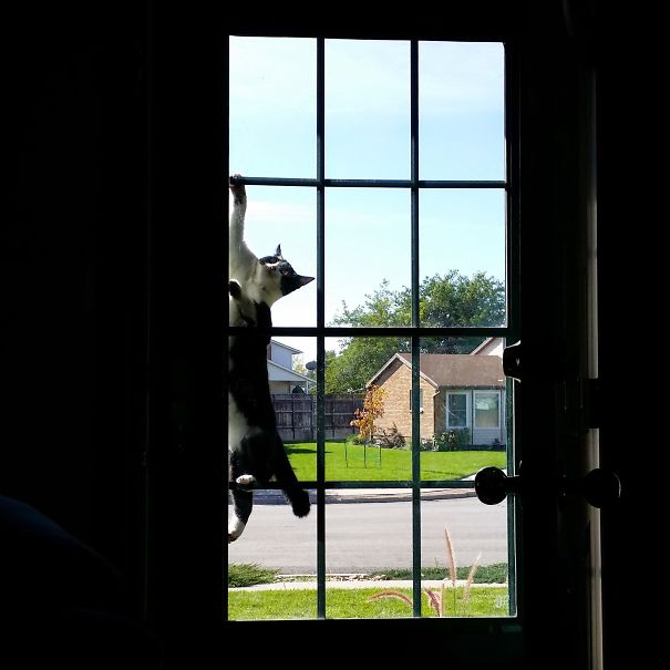 Let Me In, Stupid Human, The Air Is Too Fresh Out Here!