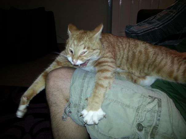 Hooch The Vampire Cat.