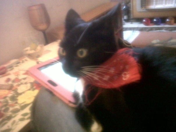 How Dare You Look At My Facebook Page Hooman?!