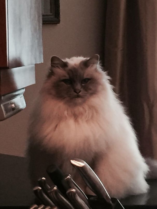 Dj Deciding Which Knife To Use!