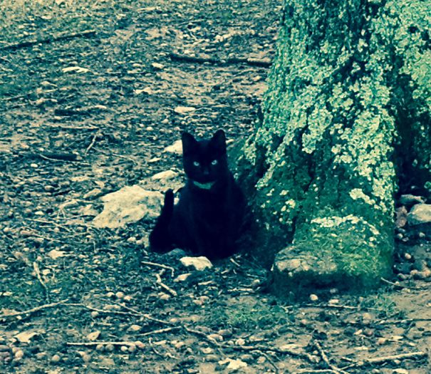 I See You Watching Me Watching You