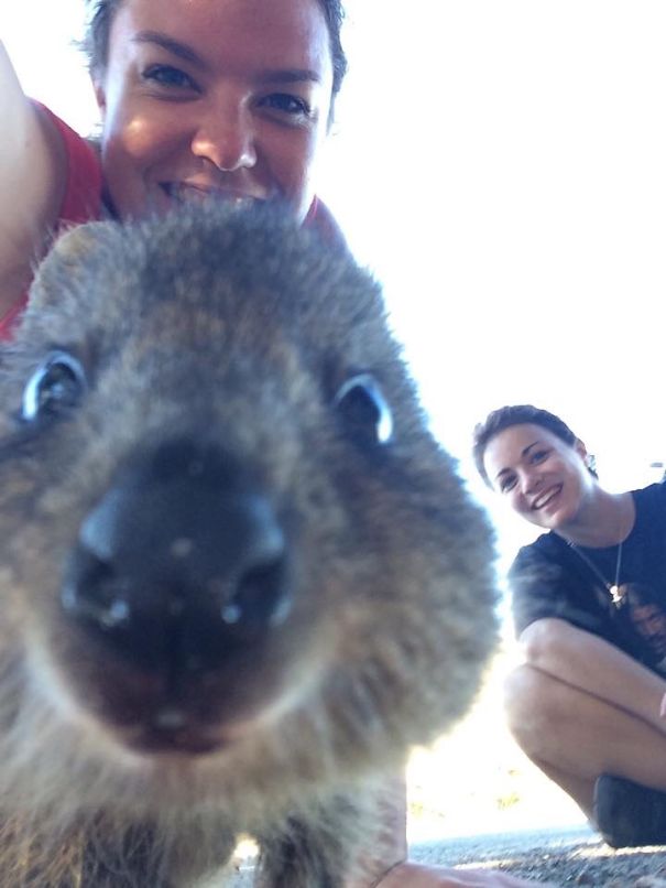 Curious Quokka