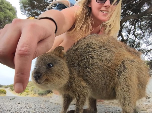 Little Quokka On Rottnest Island :)