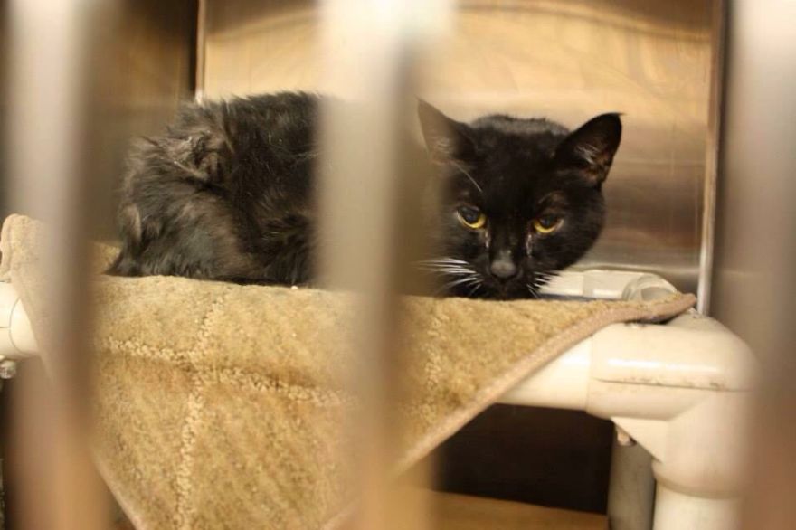 Before (at The Pound) Than (home And Groomed) 20 Year Old Cat Rip Batman