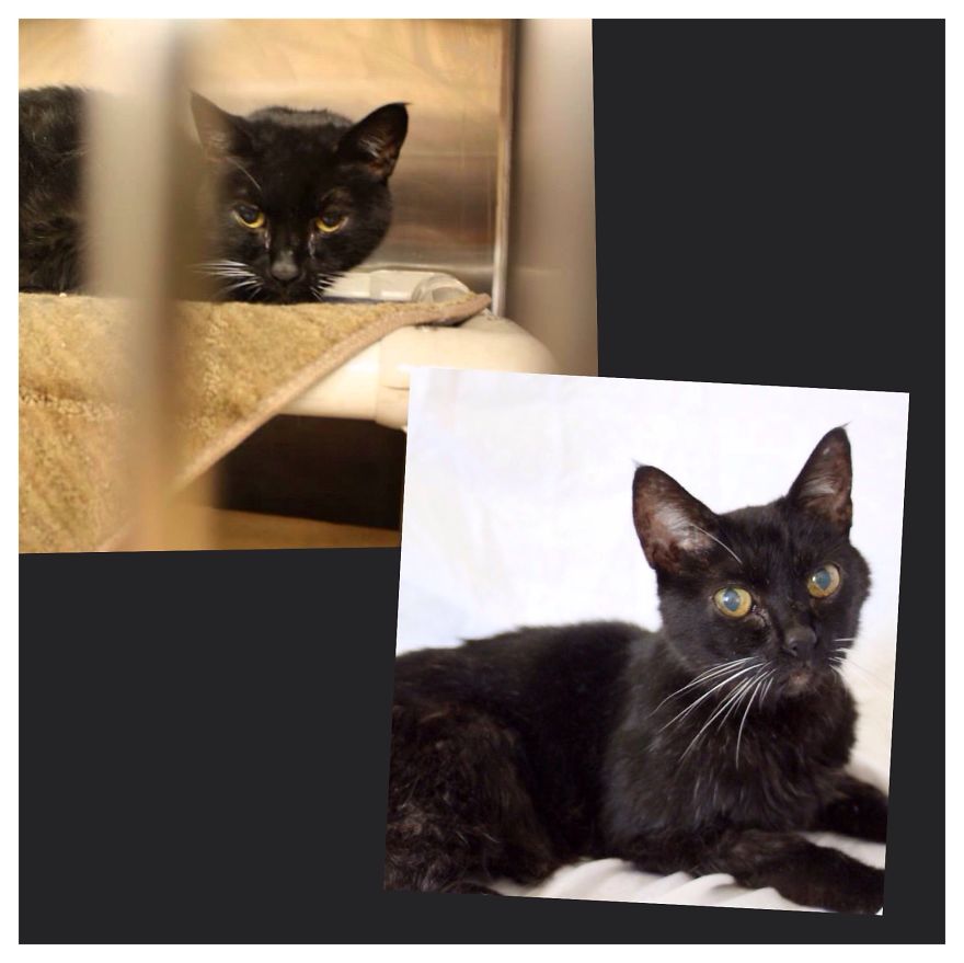 20 Year Old Cat I Had To Put Down Two Weeks After Rescue Than(at Pound) Now (at Home)rip Batman