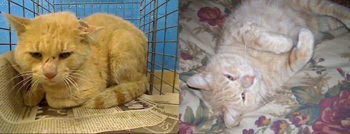 Isaac Was Trapped At Jfk Airport And Scheduled To Be Killed. A Miracle Intervention Saved Him.