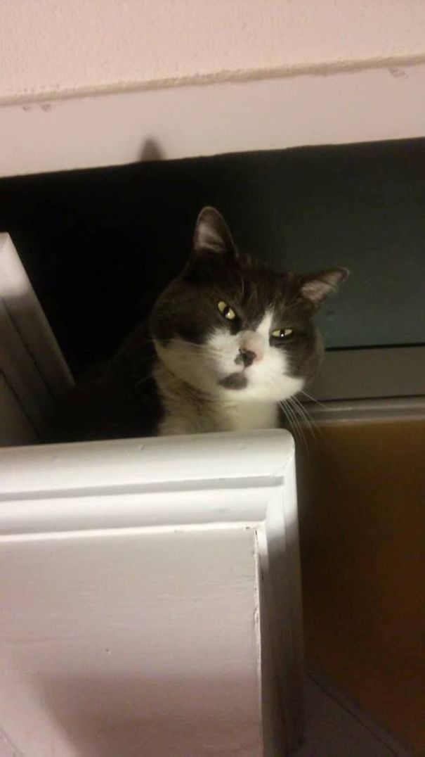 I See You Puny Human