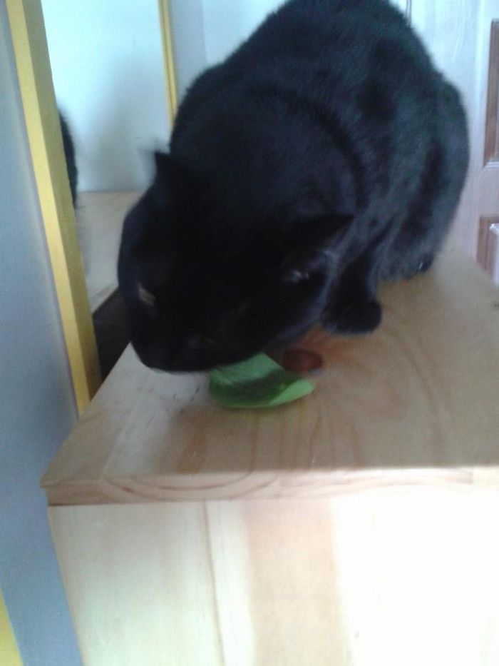 Kori And The Spinach Challenge (she Love It!)