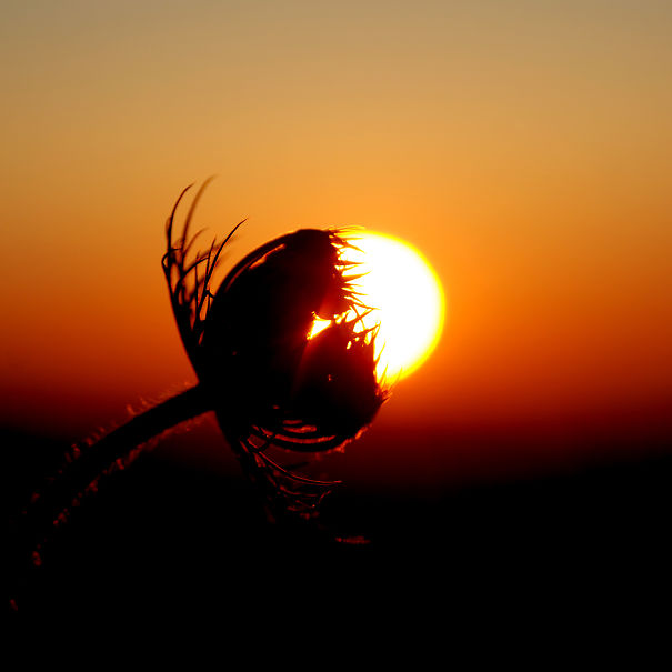 [ . Cretan.sun.flower . ]