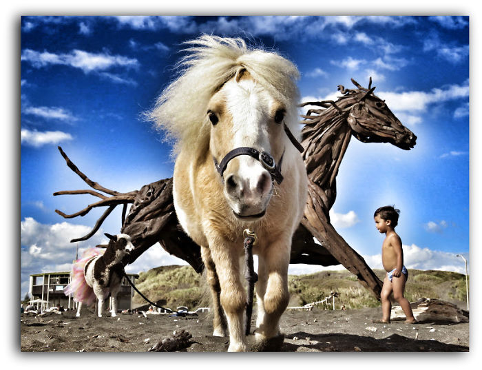 Danny Boy And The Driftwood Sculpture